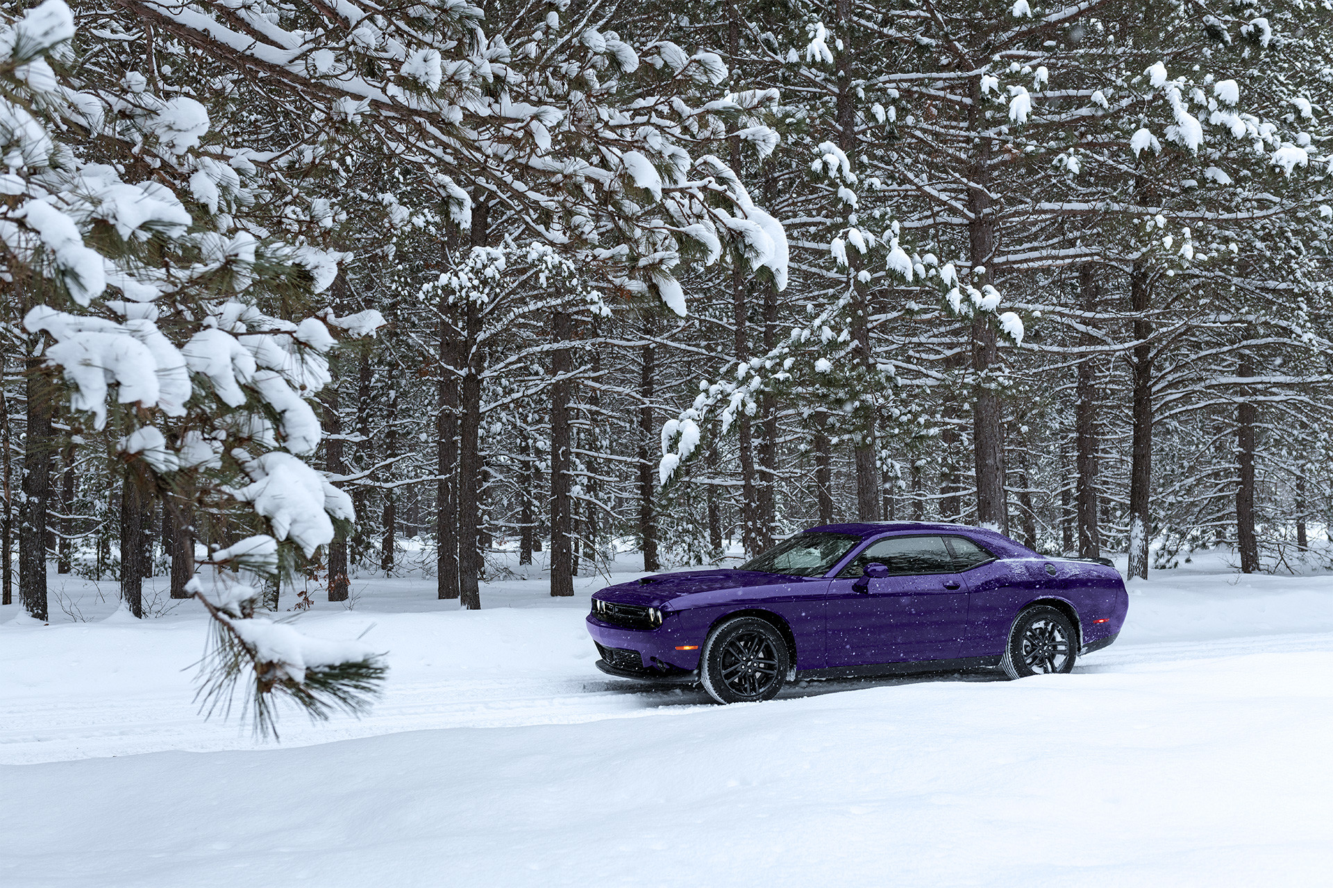 Side view of the purple 2019 Dodge Challenger driving through a snowy forest